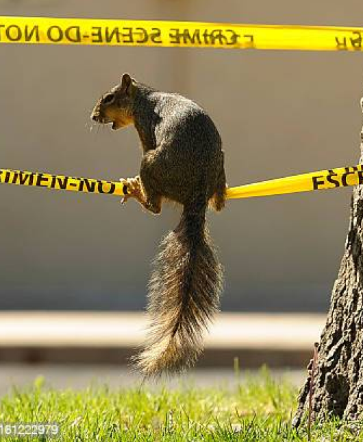 Mr. Potter Criminal Squirrel Mobile